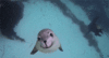 GIF animado (5879) Foca bigotes