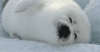 GIF animado (5892) Foca linda