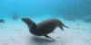 GIF animado (5894) Foca nadando