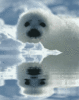 GIF animado (5896) Foca reflejada agua