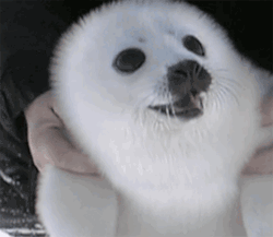 Imagen GIF de Foca riendo animado