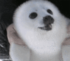 GIF animado (5897) Foca riendo