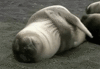 GIF animado (5898) Foca tumbada