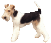 GIF animado (10841) Fox terrier