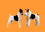 GIF animado (10843) Fox terrier