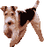 GIF animado (10844) Fox terrier