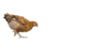 GIF animado (6969) Gallina caminando
