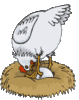 GIF animado (6976) Gallina en el nido