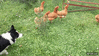 GIF animado (116402) Gallinas en modo sincronizado