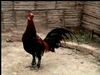 GIF animado (7020) Gallo