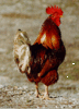 GIF animado (7022) Gallo