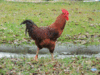 GIF animado (7036) Gallo caminando