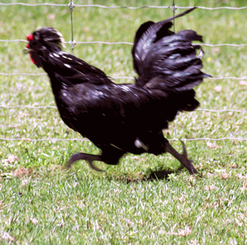 GIF animado (7053) Gallo negro corriendo