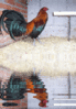 GIF animado (7056) Gallo reflejado agua