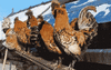 GIF animado (7059) Gallos gato
