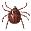 GIF animado (6613) Garrapata comun