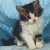 GIF animado (8001) Gatito