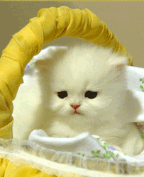 GIF animado (7843) Gatito angora