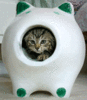 GIF animado (7805) Gatito divertido
