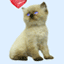 GIF animado (2104) Gatito enamorado