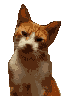 GIF animado (7810) Gatito naranja
