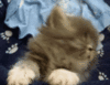 GIF animado (7814) Gatito sueno