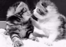 GIF animado (7892) Gatitos beso