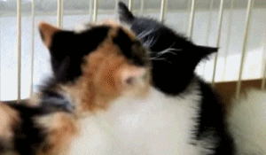 GIF animado (7893) Gatitos besos
