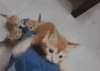 GIF animado (7817) Gatitos traviesos