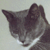 GIF animado (7861) Gato