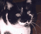 GIF animado (7958) Gato