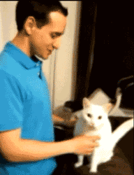GIF animado (7846) Gato angora carinoso