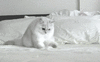 GIF animado (7847) Gato angora divertido