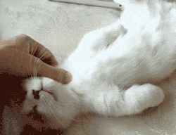 GIF animado (7849) Gato angora dormido