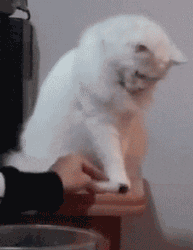 GIF animado (7850) Gato angora jugueton