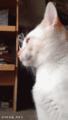 Imagen GIF de Gato angora turco animado
