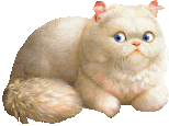 GIF animado (7852) Gato angora turco