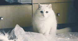 Imagen GIF de Gato angora turco saltando animado