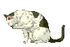 GIF animado (7865) Gato aseandose