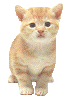 GIF animado (8005) Gato atigrado