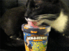 GIF animado (918) Gato comiendo helado