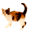 GIF animado (7870) Gato de colores