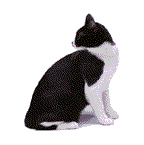 GIF animado (7872) Gato domestico