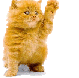 GIF animado (7873) Gato domestico