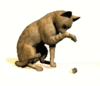 GIF animado (8036) Gato intentando cazar un raton