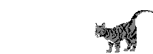 GIF animado (8006) Gato mackerel
