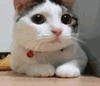 GIF animado (7732) Gato moviendo cabeza