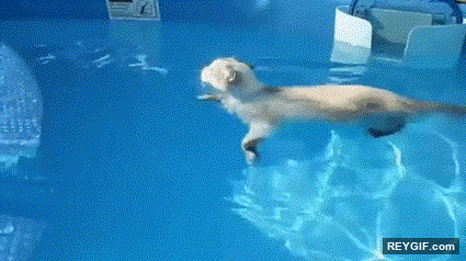 GIF animado (116502) Gato nadando como un perro no es un animal mitologico