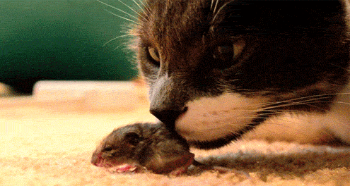 GIF animado (8037) Gato oliendo raton