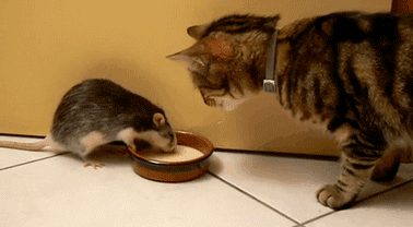 GIF animado (8040) Gato rata bebiendo leche
